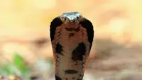 Penampakan Langka Ular King Cobra Raksasa Sepanjang 3 Meter Bikin Geger Desa di India