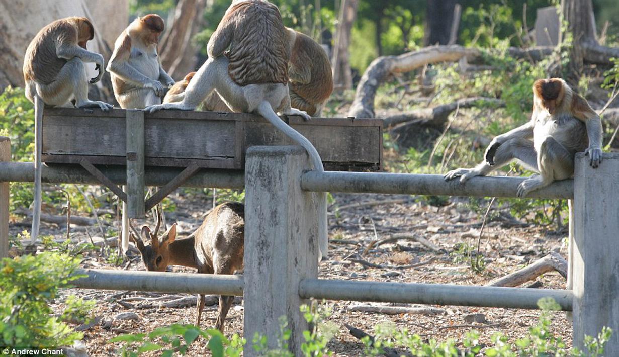 Sungguh Mengenaskan Kondisi Hewan  di Kebun Binatang  