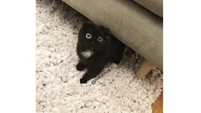Lain Dari Biasanya, Kucing Ini Miliki Dua Warna Mata yang Berbeda (sumber: Instagram.com/milkyblvck)