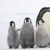 Tidak semua induk hewan punya rupa yang sama dengan anaknya.