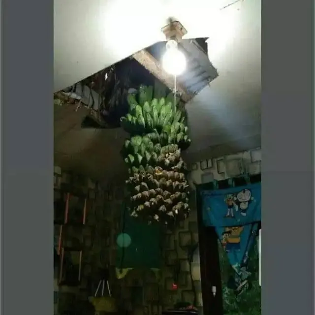 8 Cara Nyeleneh Amankan Buah dari Maling Ini Bikin Tepuk Jidat
