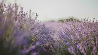 Ilustrasi bunga lavender tumbuh di gurun pasir di Arab Saudi. (dok. pexels/Natalie Bond)