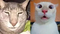 6 Ekspresi Kucing Selfie Ini Bikin Gemas Maksimal, Lucu Banget (IG/yoremahm)