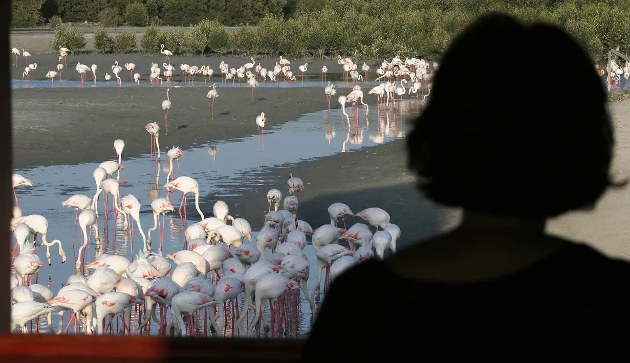 Seorang wanita melihat burung flamingo di Ras Al Khor Wildlife Sanctuary di Dubai, Uni Emirat Arab (2/6). Pemerintah Dubai membuat cagar alam di pesisir guna menjaga habitat flamingo serta mencegah erosi. (AP Photo / Kamran Jebreili)