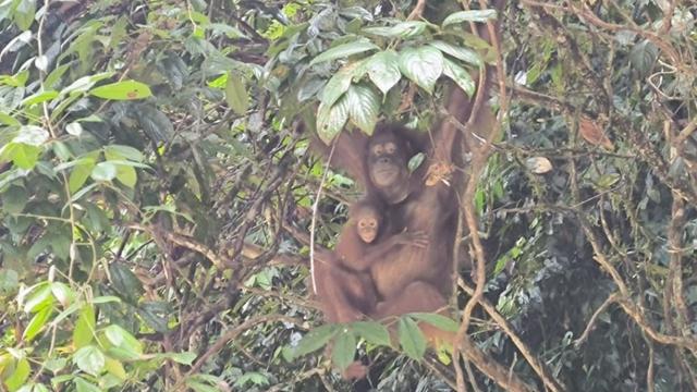 Orangutan Kalimantan di Taman Nasional Betung Kerihun.