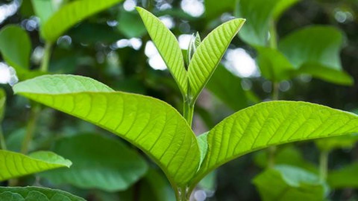 Daun Jambu Biji untuk Kolesterol: Cara Merebus dan Tips Konsumsinya yang Efektif