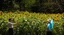 Pria mengabadikan foto seorang wanita di dekat bunga matahari di Olympic Forest Park, Beijing, China (10/7). Pihak berwenang mengeluarkan peringatan gelombang panas yang diperkirakan melonjak di atas 95 derajat (35 C ). (AP Photo/Mark Schiefelbein)
