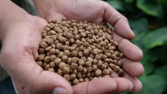 Pakan Ikan Mandiri