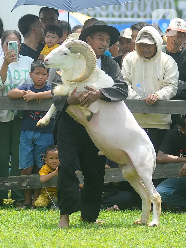 Seni Ketangkasan Domba Garut