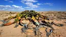 Tumbuo hanya terdiri dari dua daun, satu batang kokoh dan akar. Usia tumbuhan yang hanya ditemukan di daerah kecil di gurun Namibia dan selatan Angola ini diperkirakan dapat mencapai 1.500 tahun.  (commons.wikimedia.org)