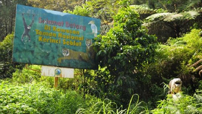 Taman Nasional Kerinci Seblat (TNKS) merupakan kawasan paling banyak dihuni kawanan harimau di Sumatera. (Liputan6.com/B Santoso)