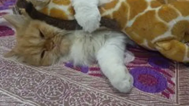 7 Potret Lucu Kucing Peluk Boneka Kesayangan Ini Bak Anak Kecil yang Menggemaskan