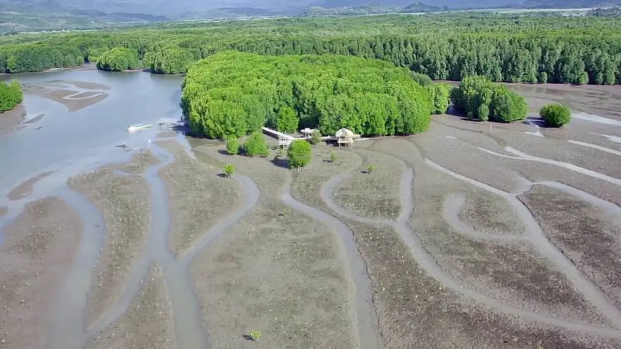 Rehabilitasi Mangrove di Golo Sepang NTT dengan Penanaman 20 Ribu Bibit Mangrove