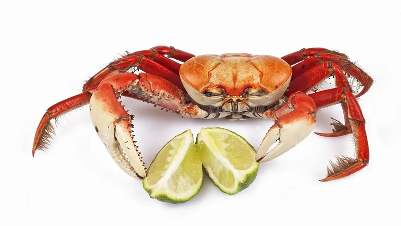 Ilustrasi kepiting