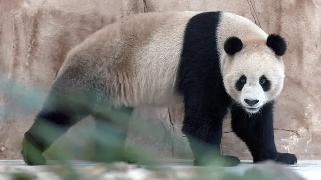 Panda raksasa China tiba di Qatar