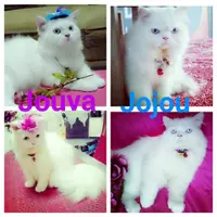 Yuk, kenalan sama Jouva dan Jojou, kucing lucu yang menjadi pemenang dalam kontes 'Prochallenge 2015'.