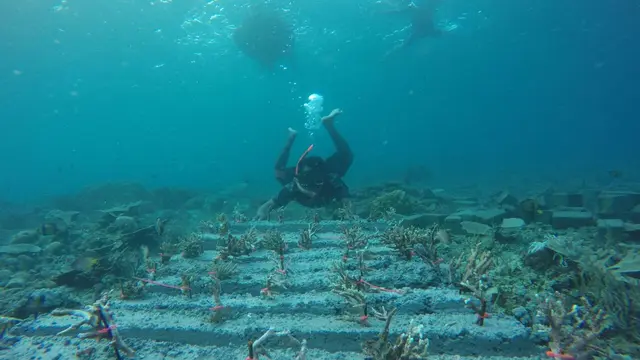 Kisah Perawat Karang-Karang Laut Tidore