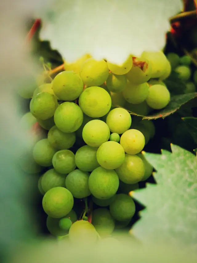 Manfaat Anggur Muscat