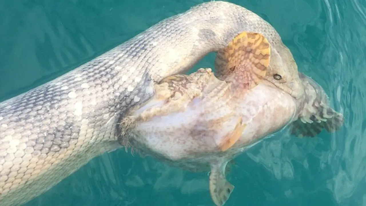 Akhir Tarung Dua Hewan Paling Berbisa, Ular Laut dan Ikan Batu