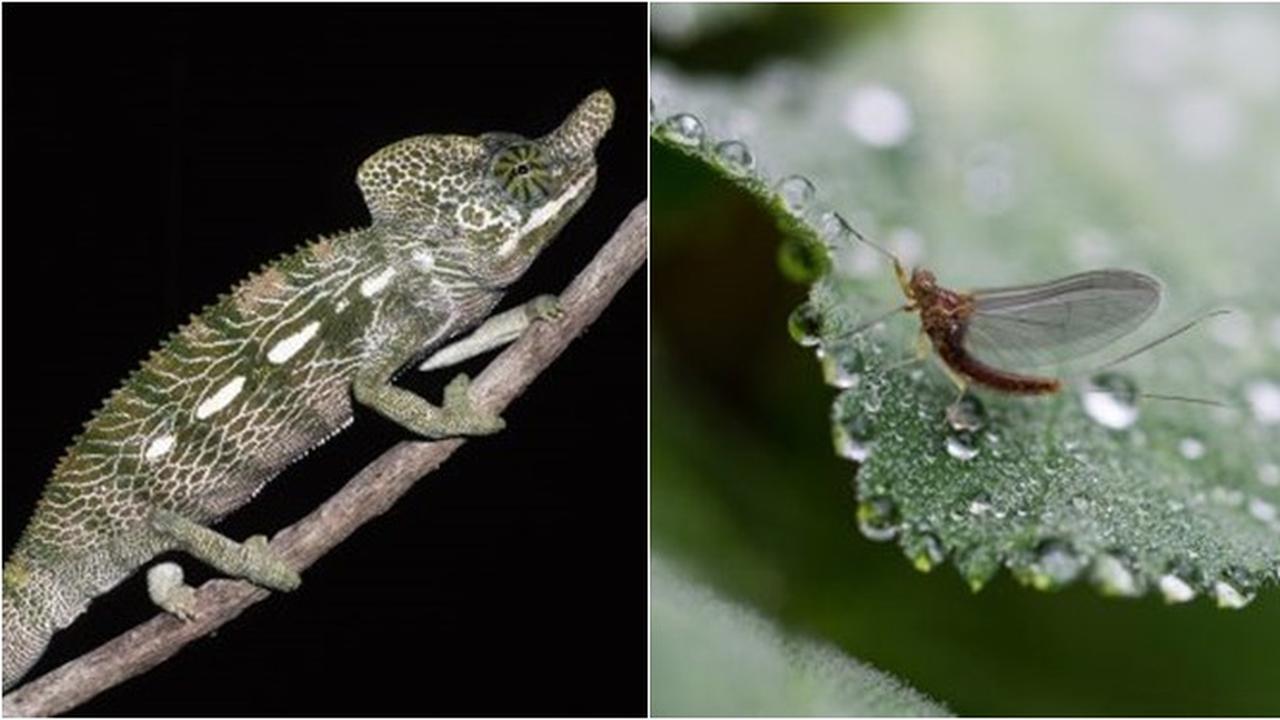 6 Hewan Ini Punya Umur Sangat Pendek di Dunia, Ada yang Hidup Hanya 5 Menit