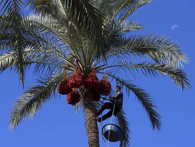 Pekerja Palestina menaiki pohon kurma saat akan memanen buahnya di perkebunan Al Zawayda, Jalur Gaza, Selasa (10/10). Hasil dari perkebunan ini digunakan memenuhi kebutuhan hidup warga di tengah perebutan wilayah perbatasan oleh Israel. (AP/Adel Hana)