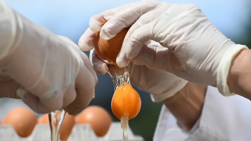 Pembuatan Telur Dadar Raksasa di Belgia