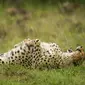 Cheetah tertawa terbahak-bahak?  via: Comedy Wildlife Photography Awards