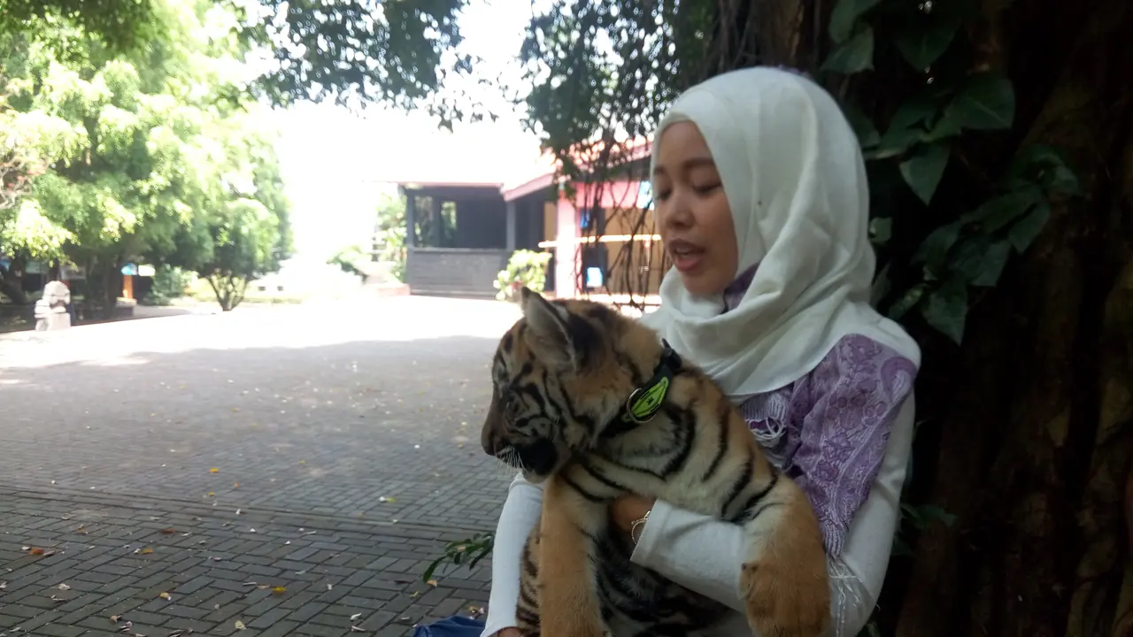 Ibu Asuh untuk Asmira Si Harimau Benggala Betina