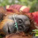 100 Satwa Liar Diselamatkan dari Kebakaran Hutan, Orangutan Mendominasi