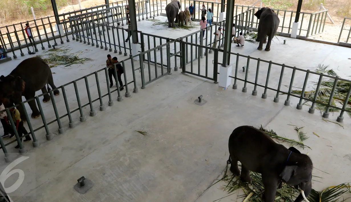 Sejumlah gajah tampak bermain di Rumah Sakit Gajah (RSG), di Taman Nasional Way Kambas, Lampung, Kamis (5/11). RSG ini beroperasi untuk merawat gajah yang sakit dan menjadi korban bencana atau konflik manusia (Liputan6.com/Fery Pradolo)