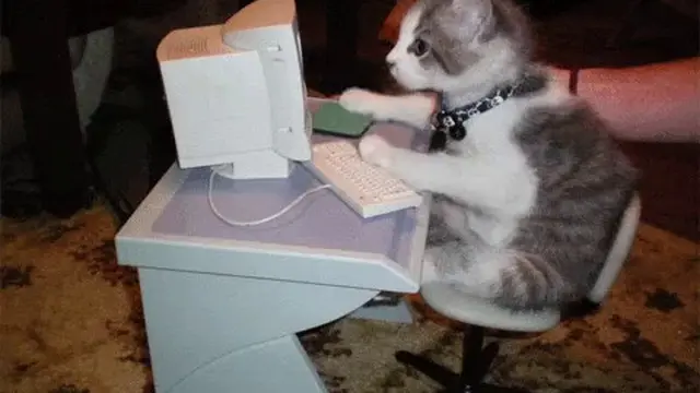 6 Aksi Kucing Bak Teknisi IT Ini Lucu Banget, Serius Depan Komputer