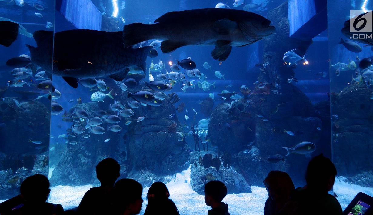 FOTO: Resmi Dibuka, Jakarta Aquarium Kenalkan Kekayaan Biota Laut