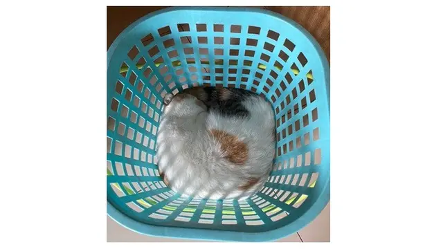 8 Foto Ini Buktikan Kucing adalah 'Benda Cair', Bikin Geleng Kepala