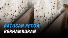 Bikin geli ketika seorang pria semprot tempat persembunyian kecoa.