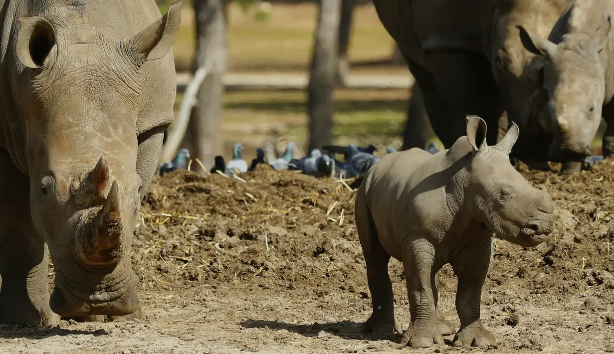 Bayi badak putih betina bernama Karen Peles bermain bersama induknya di sebuah kebun binatang terbuka, Ramat Gan Safari, Israel, 21 Januari 2019. Karen yang berusia 3 minggu itu lahir dengan berat sekitar 50 kilogram. ( JACK GUEZ / AFP)