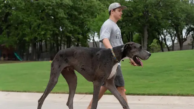Zeus, anjing Great Dane Amerika berusia dua tahun berwarna abu-abu dan coklat dari Bedford, Texas, Amerika Serikat, telah dikonfirmasi Guinness World Records sebagai anjing jantan tertinggi yang hidup di dunia. (guinnessworldrecords.com)