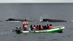 Wisatawan melihat paus bungkuk (Megaptera novaeangliae) yang muncul ke permukaan perairan Samudra Pasifik di Pulau Contadora, Panama, pada tanggal 24 September 2023. (Luis ACOSTA/AFP)