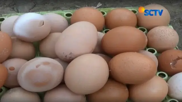 Bahkan para pembeli telur pecah seharga Rp 18. 000 perkilogram ini berebut agar tidak kehabisan.