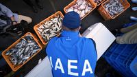 Seorang anggota tim ahli dari International Atomic Energy Agency (IAEA) atau Badan Energi Atom Internasional mengamati ikan perairan pantai sebagai sampel di Pelabuhan Hisanohama, Iwaki, timur laut Jepang, Kamis (19/10/2023). Mereka mengunjungi Fukushima untuk misi pengambilan sampel laut pertama sejak Pembangkit Listrik Tenaga Nuklir Fukushima Daiichi mulai melepaskan air limbah radioaktif yang telah diolah ke laut. (AP Photo/Eugene Hoshiko, Pool)