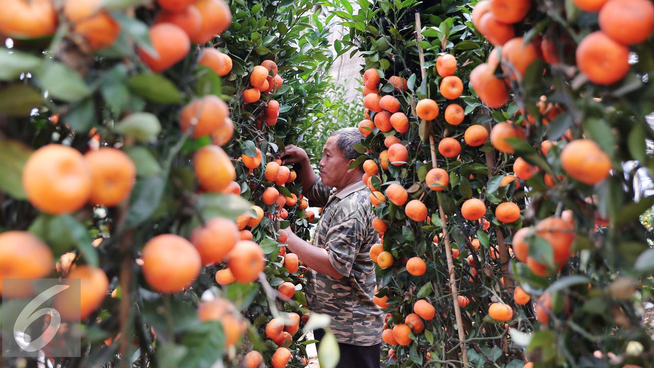 20160127-Jeruk-Mini-Jakarta-AY