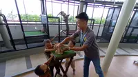 Unik dan Pertama di Indonesia, Ada Mini Zoo di Pusat Kesehatan Anak RS JIH Yogyakarta