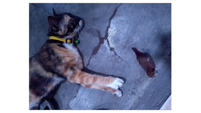 6 Potret Kucing Bawa 'Hadiah' ke Rumah Ini Bikin Geleng Kepala, Tingkahnya Bar-Bar