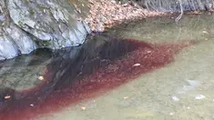 Gambar yang diambil pada 10 November 2019, sebuah sungai berwarna merah akibat tercemar darah babi di dekat perbatasan Korea Selatan-Korea Utara. Pihak berwenang Korsel telah memusnahkan 47.000 babi untuk menghentikan penyebaran demam babi Afrika (ASF). (Yeoncheon Imjin River Civic Network/AFP)