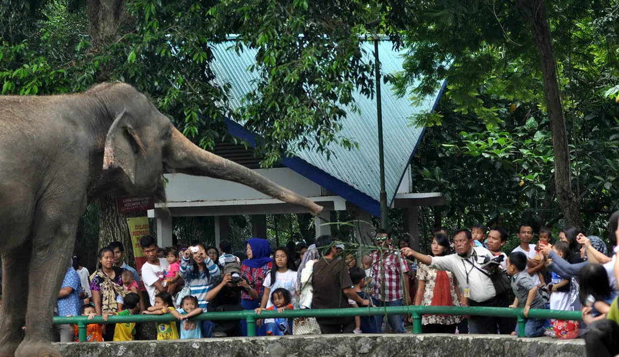 Sejumlah warga antusias melihat satwa gajah yang berada di Taman Margasatwa Ragunan (TMR), Jakarta, Kamis (25/12/2014). (Liputan6.com/Miftahul Hayat)