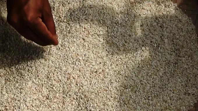 Hiii, Beras untuk Warga Miskin Cianjur Banyak Kutu