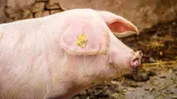 Babi ternak. (Foto: Freepik/aleksandarlittlewolf)