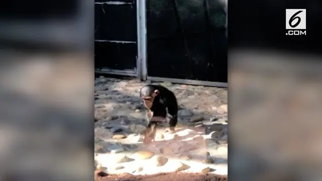 Seekor simpanse memukul 7 ekor anak itik hingga mati di kebun binatang Taronga, Sidney. Insiden itu direkam oleh pengunjung kebun binatang.