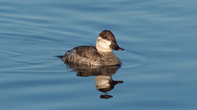 Ilustrasi bebek ruddy | Wikimedia Commons