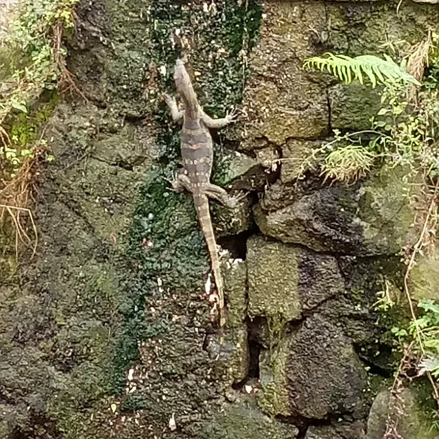 Menyelinap Masuk, 6 Potret Orang Bertemu Biawak Ini Bikin Was-Was