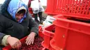 Petani Belarusia mengumpulkan cranberry di sebuah peternakan di desa Selishche, sekitar 290 km selatan Minsk, pada 9 Oktober 2017. (AFP Photo/Sergei Gapon)